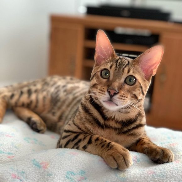katenicolette